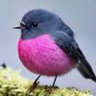 ぴっこん profil fotoğrafı