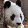 Profilbild von きいろ
