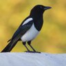 Vaskes profil fotoğrafı