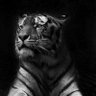 EL TIGRE ®'s profile picture