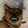 Ксенон 🔪🐷🐶 的头像