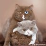 Dya Saffiya profil fotoğrafı