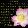 流星(三十七道品) 的头像