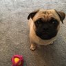 Bertie the Pug profil fotoğrafı