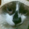 DINI's profile picture