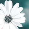 laraib's profile picture