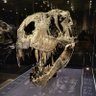 Rasasa profil fotoğrafı