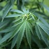 Bosloveganja profil fotoğrafı