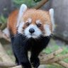 Profilbild von りぶ🦥