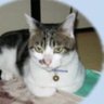 Chobi&Moko (略称 チョビ) profil fotoğrafı