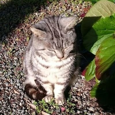 tanigawa nisin🌻's profile picture