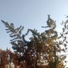 Фото профиля सचेतमुलक गाँजा अभियान