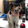 常務取締役みーちゃん 的头像