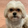 Odie D's profile picture