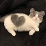 ショウ's profile picture