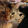 Cat lady 的头像