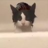 Visze's profile picture