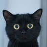 BABIESRÂR's profile picture