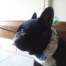 Profilbild von boogieee