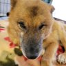 憂月と保護犬エル profil fotoğrafı