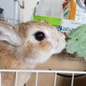 きなし profil fotoğrafı
