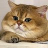 кот СМЕТАНКИН profil fotoğrafı