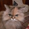 Алла Корнилова 的头像