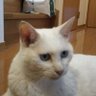 ashnov(アシュノフ) profil fotoğrafı
