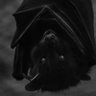 Фото профиля HIGHONBAT