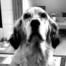 jcrypto goldsilv 的头像
