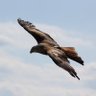 Eagle 的头像