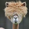 CrustySock Puppet's profile picture