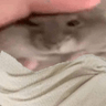 Profilbild von Hamptor
