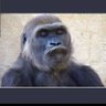 Profilbild von lindokuhle_SA1st