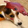 Amy D profil fotoğrafı