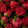 Фото профиля 2442