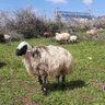 Muhammed Döner's profile picture