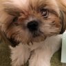いちごの日's profile picture
