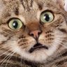 Фото профиля KKGB Kitty