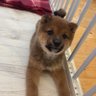 鹿取抜雲斎's profile picture