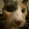 Isaac A profil fotoğrafı