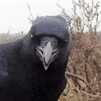 Flint T W I T T E R Crow's profile picture