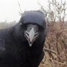 Фото профиля Flint T W I T T E R Crow