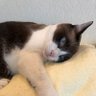 misa🐱 profil fotoğrafı