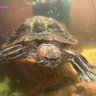 Profilbild von PeteTheTurtle