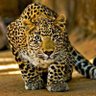 Фото профиля Janvier Bisimwa