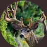Фото профиля Buck_Norris 🦌