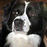 Vern profil fotoğrafı