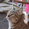 Pineoak's profile picture