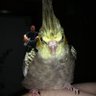 Little Bird 的头像